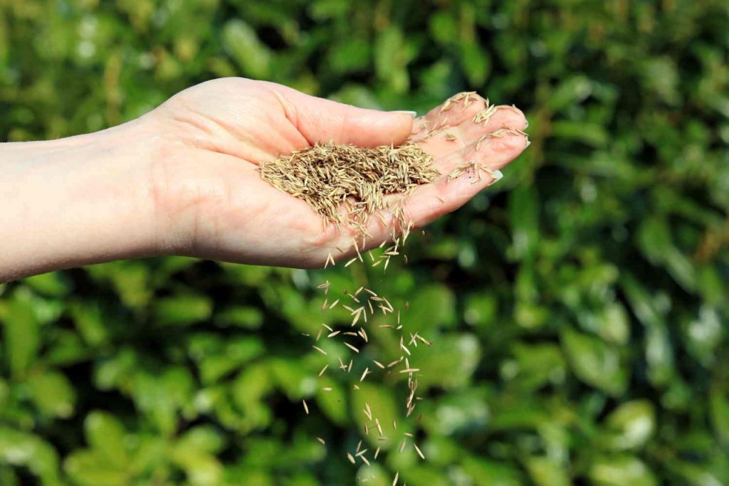 Sowing grass seed by hand