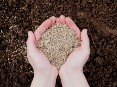hands holding grass seed