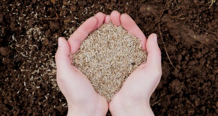 hands holding grass seed