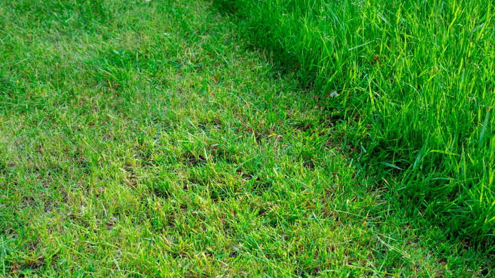 Cutting grass