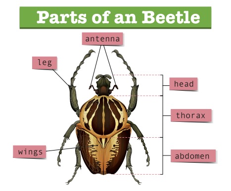 Diagram of an anatomy of a beetle