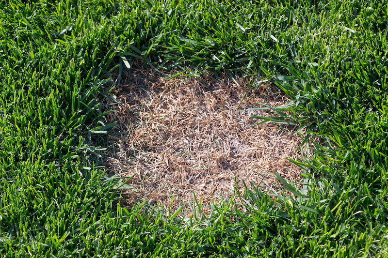 Damaged lawn from chafer grubs