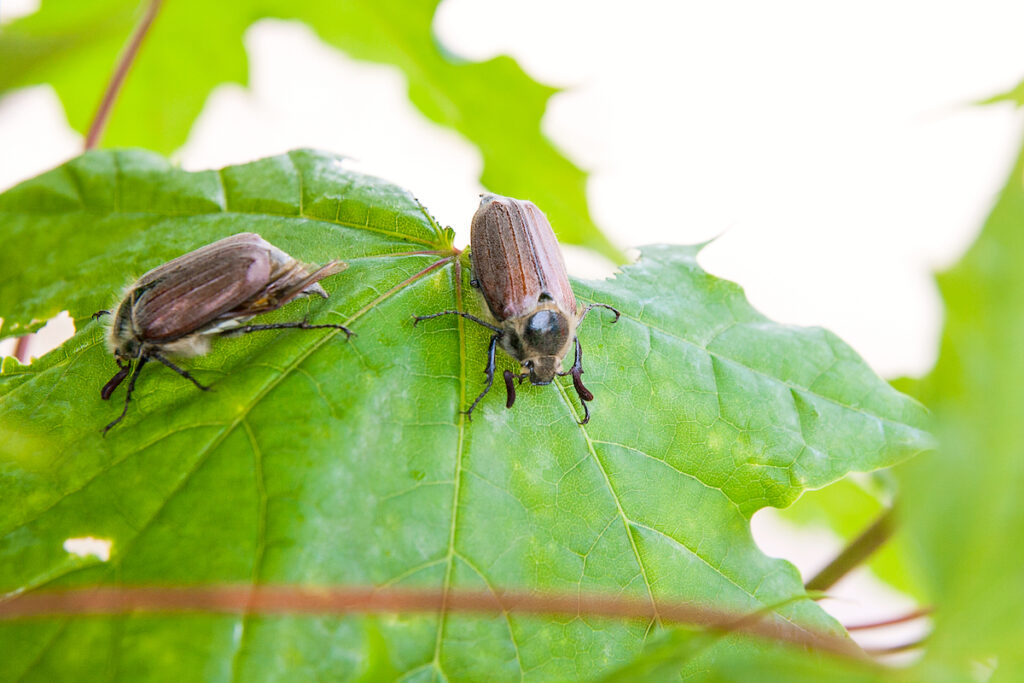 2 Cockchafer beetles sitting on a large, maple-like leaf