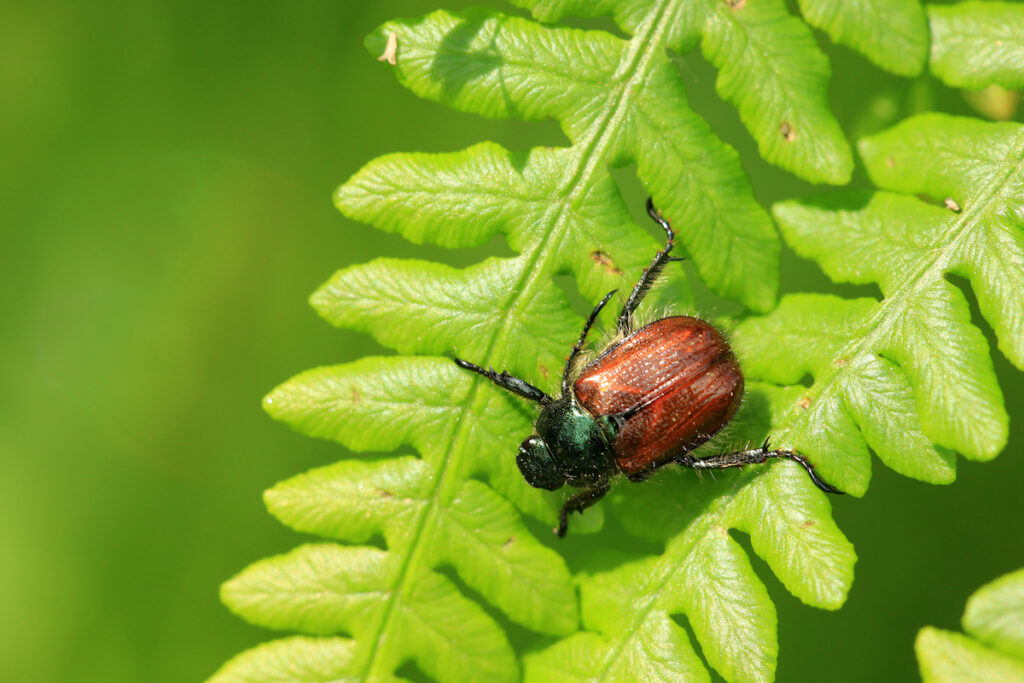 Rose Beetle on a fern-like leaf