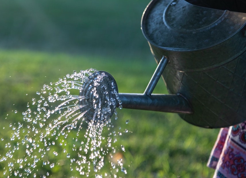 Watering Your Garden: 10 Top Tips!