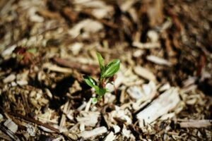 Mulch around a new seedling