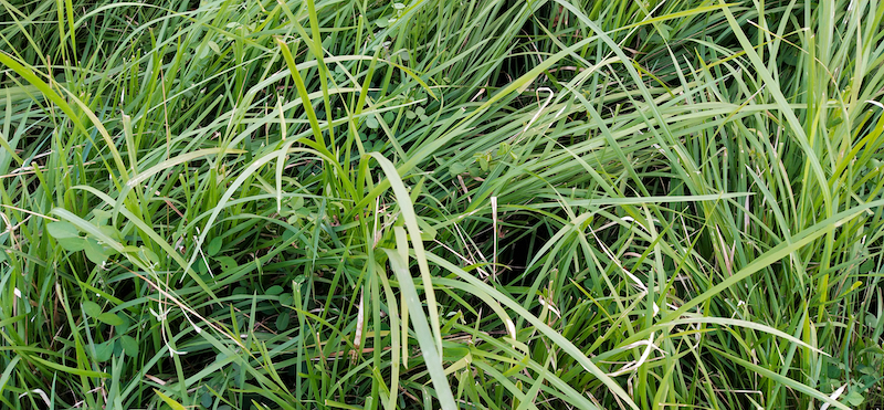 Perennial ryegrass, long and unmown