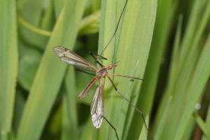 A cranefly on a leaf