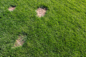 Leatherjacket damage on a lawn