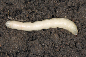 Leatherjacket grub on soil