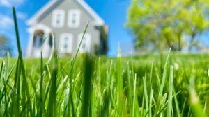 Long grass with a house in the background. 