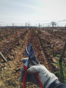 A thoroughly pruned field 