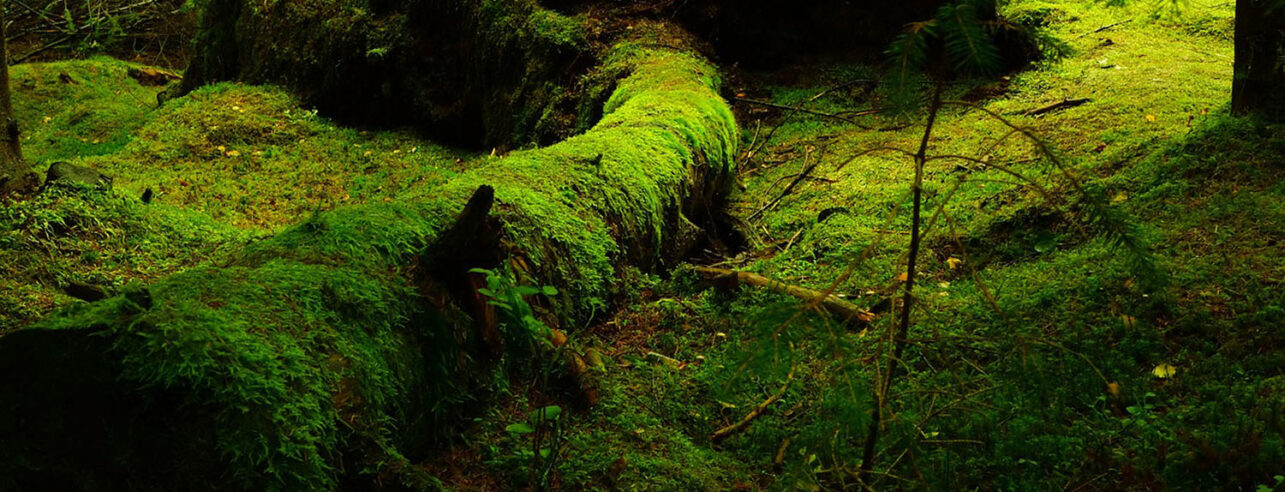 moss on trees