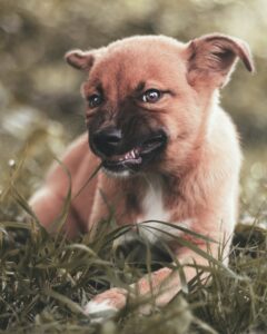 Little dog eating grass