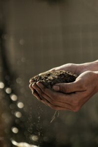 Mulch cupped in hands