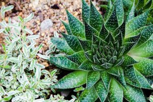 Non-biodegradable mulch around succulents