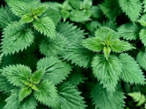 Stinging nettles