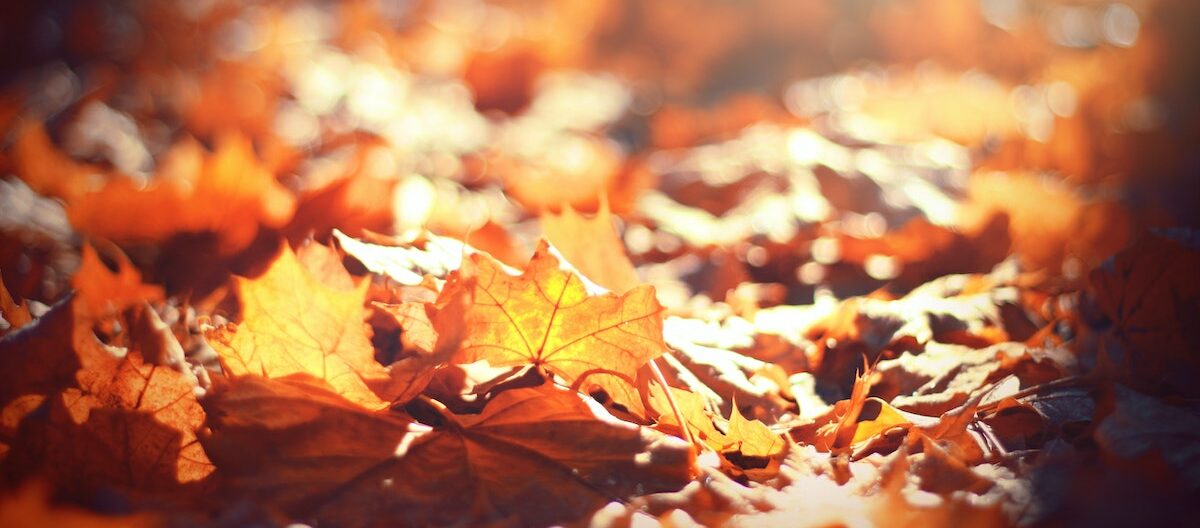 Leafmould: How to Turn Fallen Leaves into Gardener’s Gold