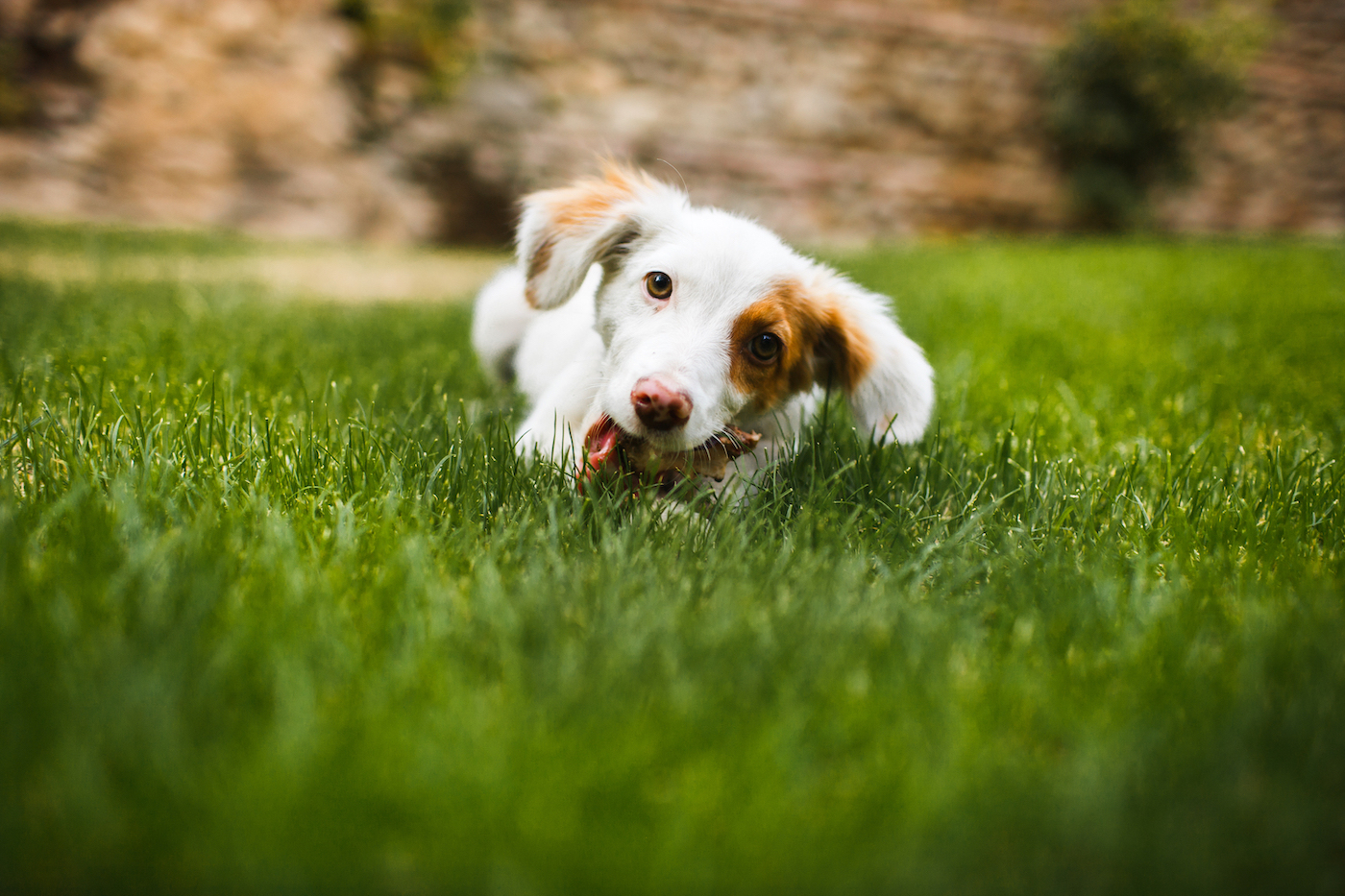 Dogs Eating Grass: Why do they do it?