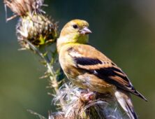 Female goldfinch