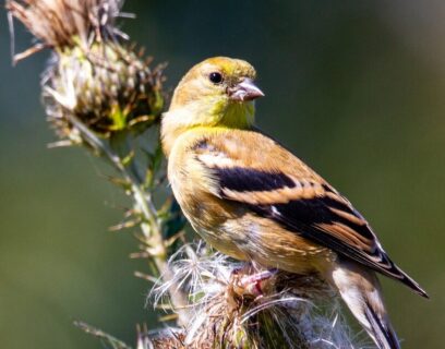 Female goldfinch