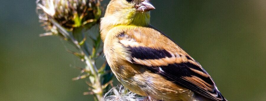 Female goldfinch