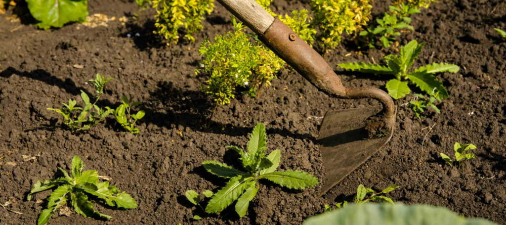 Hoeing lots of weeds in soil with a hoe