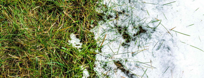 How to repair your lawn after winter