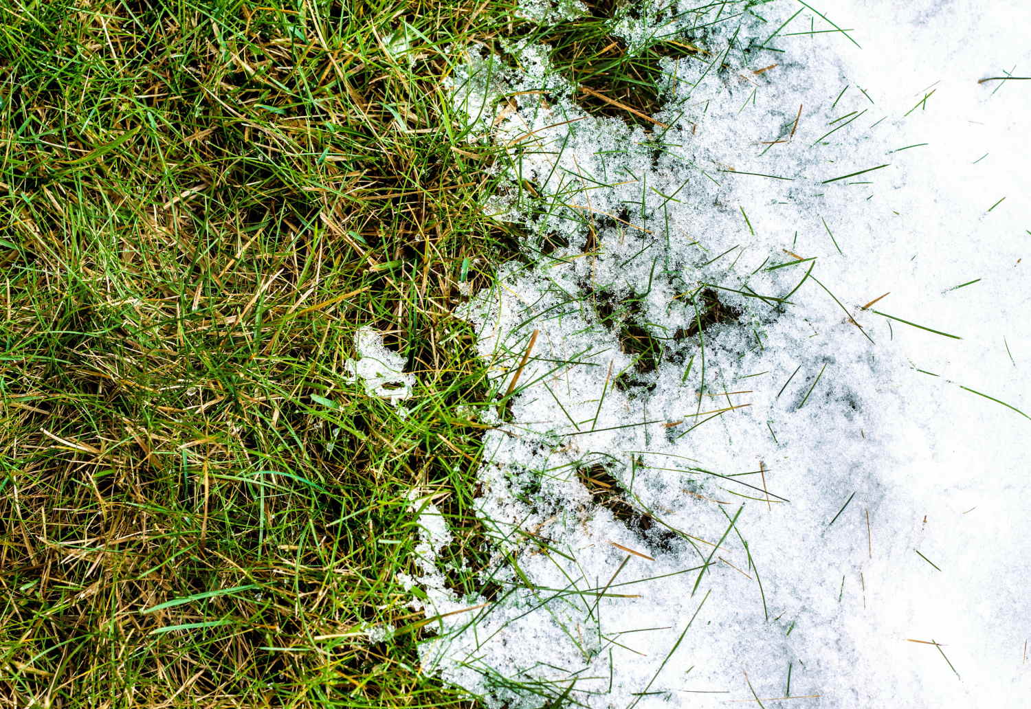 How to repair your lawn after the winter
