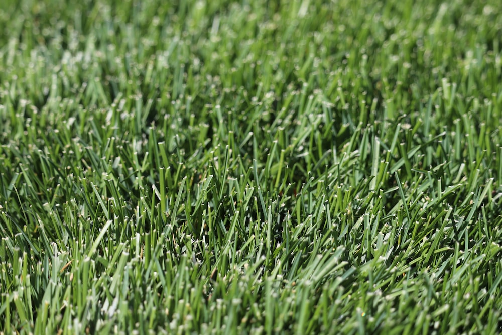 Is Your Grass Type Right for your Garden?