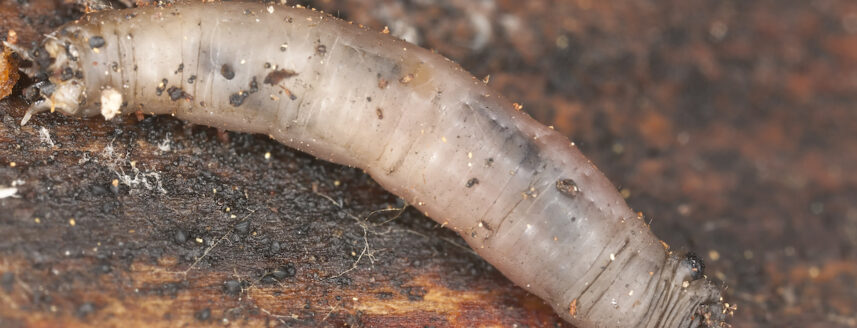 Daddy longlegs larva, leatherjacket, tipulidae, diptera on wood, macro photo