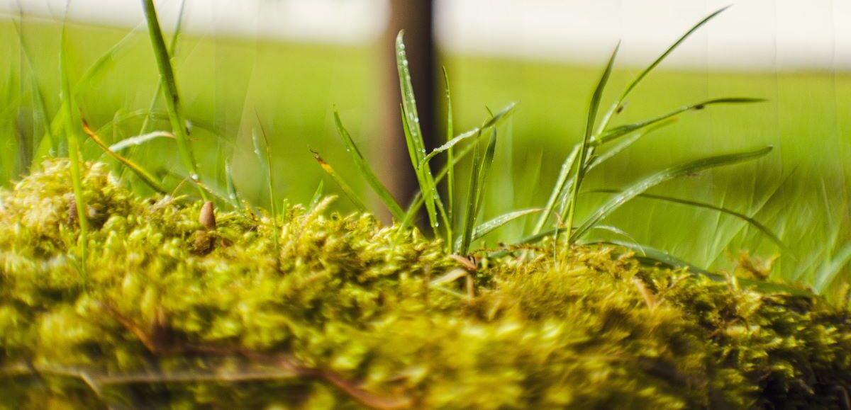 How to get rid of moss: THE Lawn Moss Killer Guide of 2021