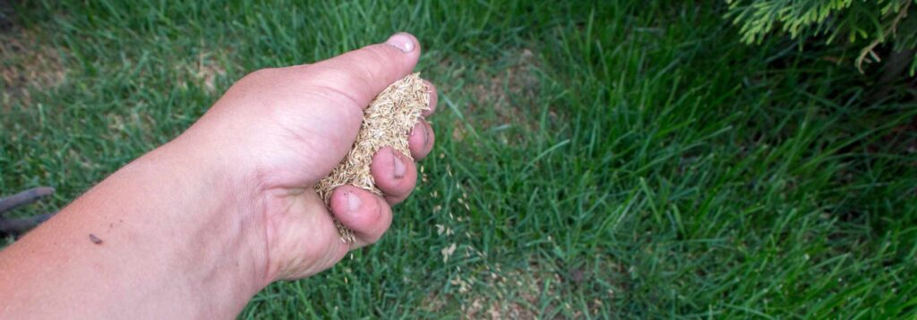 Sowing grass seed by hand