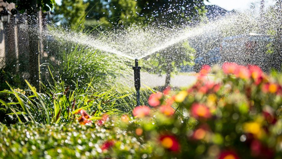 Watering Your Garden: 10 Top Tips!