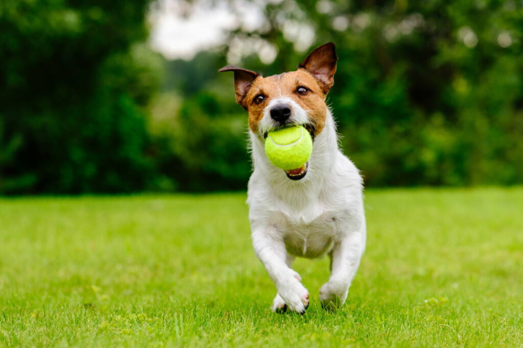 Chien avec une balle dans la bouche