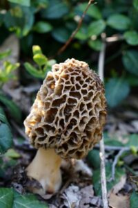 morel mushroom