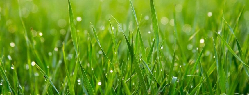 green gras with water drops