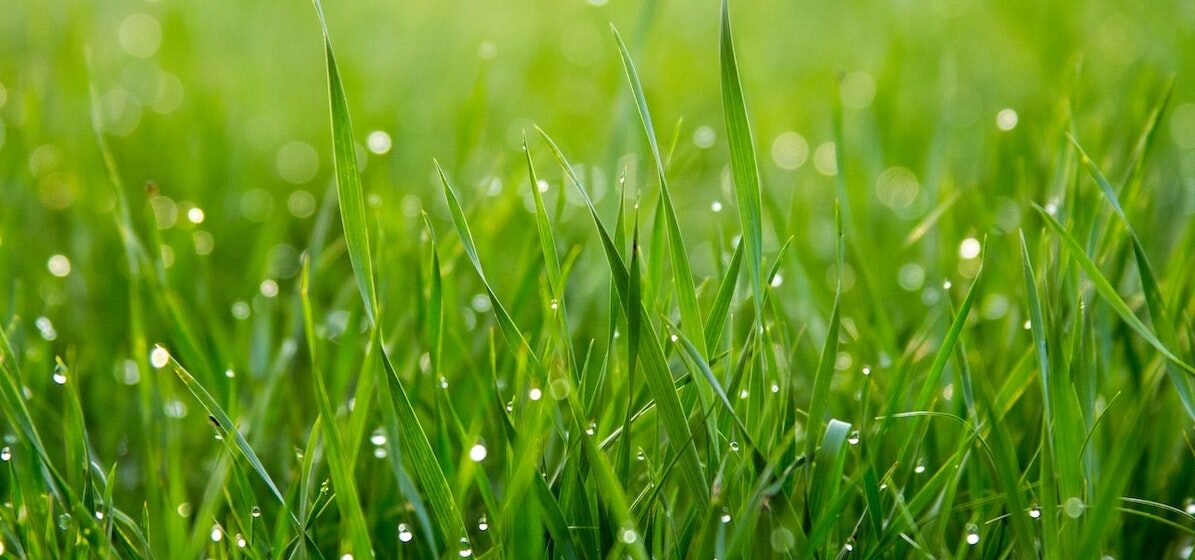 Buying Grass Seed – Everything You Need To Know