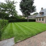 A garden with Premium Lawn Grass Seed