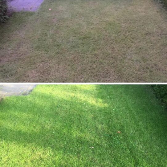 A garden with Quick Repair Grass Seed