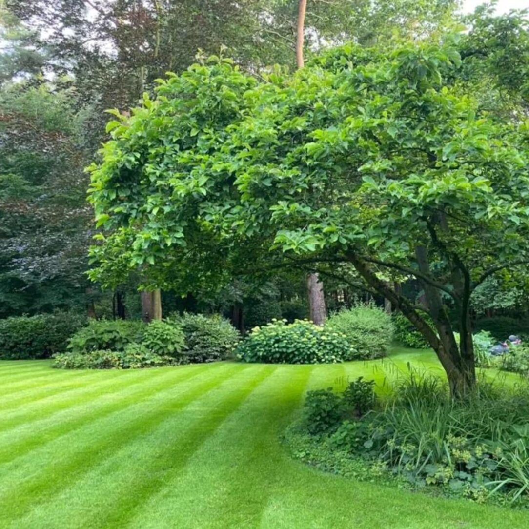 Shade & Sun Grass Seed MOOWY