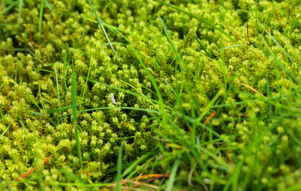 Lawn in serious need of moss killer