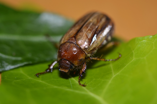 The Ribbed beetle brach on a leaf