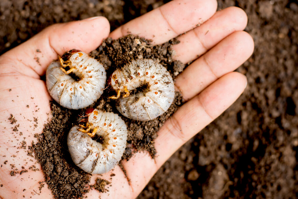 Three Chafer grubs in the soil of the lawn