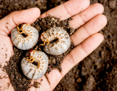 Three Chafer grubs in the soil of the lawn