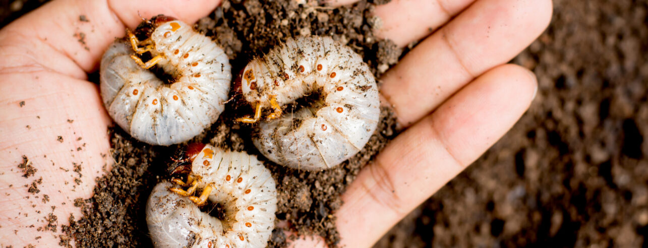 Three Chafer grubs in the soil of the lawn