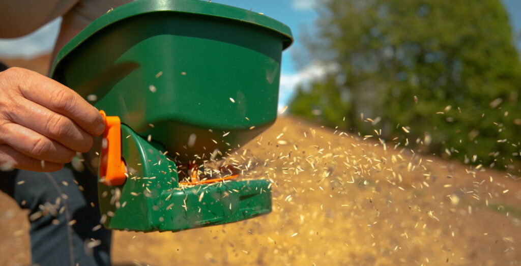 Sowing grass seed with spreader