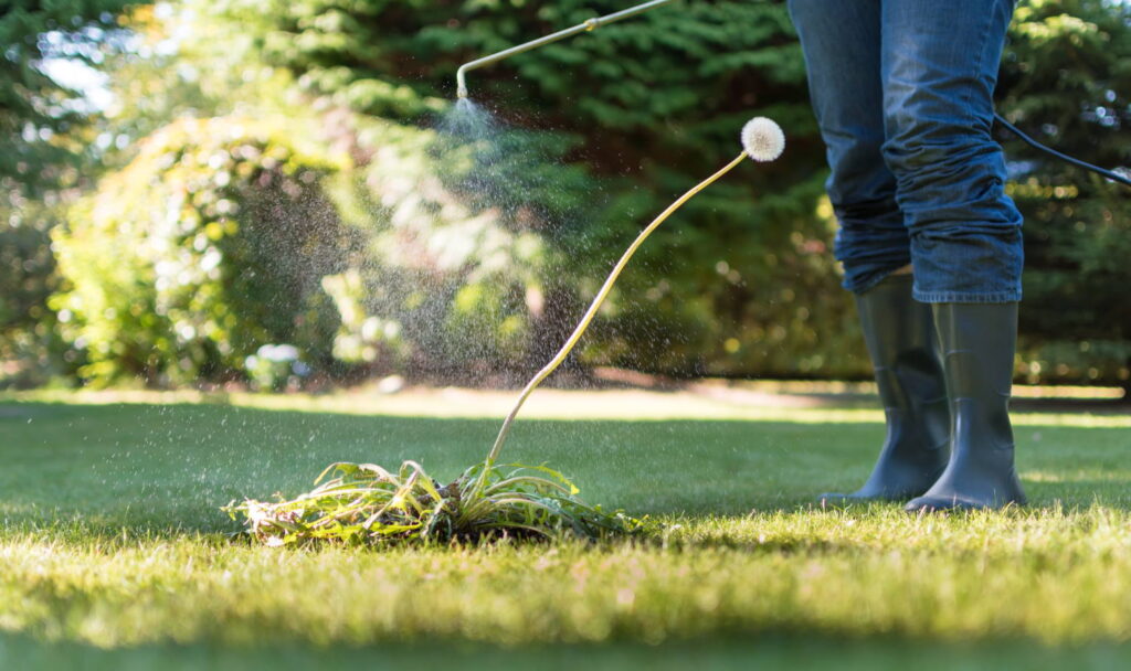 Utilisation d'un pulvérisateur de désherbant pour tuer les mauvaises herbes sur la pelouse