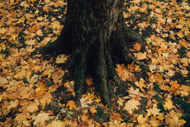 tree with leaves on the ground