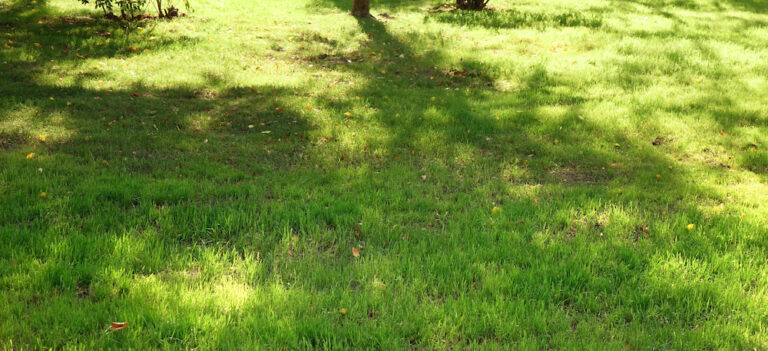 Shaded garden with a green lawn